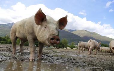 PROTOCOLS ON BIO SECURITY, ZONING AND COMPARTMENTALIZATION FOR CONTROL OF AFRICAN SWINE FEVER (ASF) IN PIG FARMS